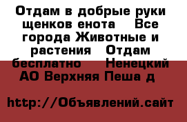 Отдам в добрые руки щенков енота. - Все города Животные и растения » Отдам бесплатно   . Ненецкий АО,Верхняя Пеша д.